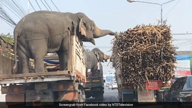 Viral Video: Elephants Enjoy A