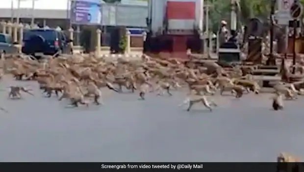 Watch: Monkeys In Thailand Fight Over Food In Viral Twitter Video